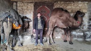 8 devesini birbiriyle güreştirerek antrenman yaptırıyor
