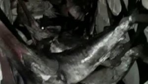 Yasak avla yakalanan  12 kılıç balığına el konuldu