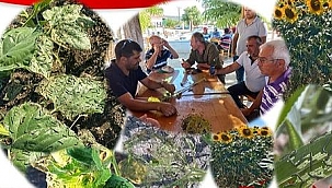 Çanakkaleli  Ayçiçek Üreticilerinin  Dikkatine