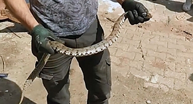 Bayramiç'te Yılan bakın nerede yakalandı?