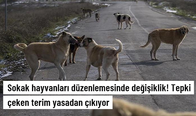 Sokak Hayvanları Düzenlemesinde Değişiklik