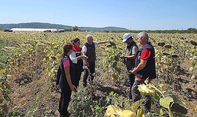 Ayçiçeği Üretiminde Yerli ve Milli Tohum Hamlesi