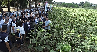Biga'da ayçiçeği üretiminde  yerli ve milli üretim ön planda