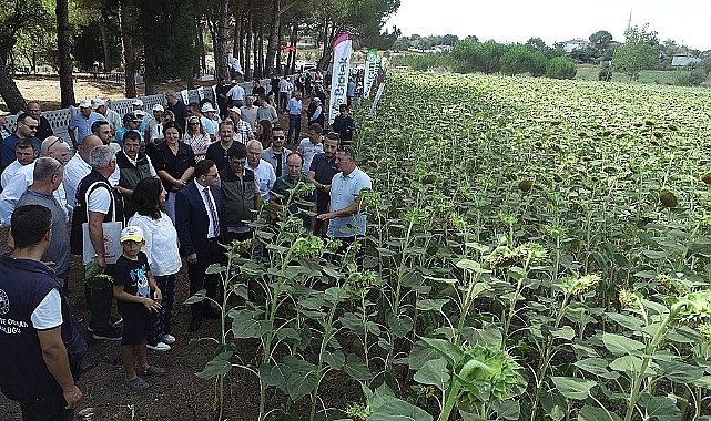Biga'da ayçiçeği üretiminde  yerli ve milli üretim ön planda