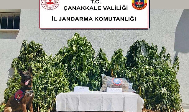 Jandarma'dan Biga'da Uyuşturucu Operasyonu