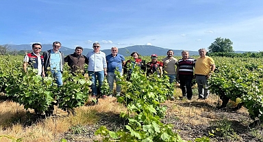 Çanakkale'de Görülen  Don Olayından Sonra Tarım Ekipleri Sahada