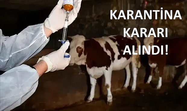 Biga’da Şap Hastalığı Paniği: İlçe Genelinde Karantina Uygulaması Başladı