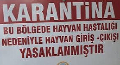 Çanakkale'de Şap Krizi! Hayvan Hareketleri  ve Deve Güreşleri Acilen Durduruldu!
