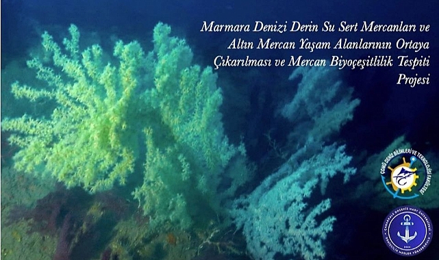 Marmara’nın Derinliklerinden Bilime Işık ! ''Sert ve Altın Mercanlar İlk Kez Tanıtılıyor''