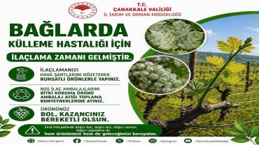 Bağlarda Küllemeye Karşı  Üreticilere Düzenli Kontrol ve Zamanında Mücadele Uyarısı