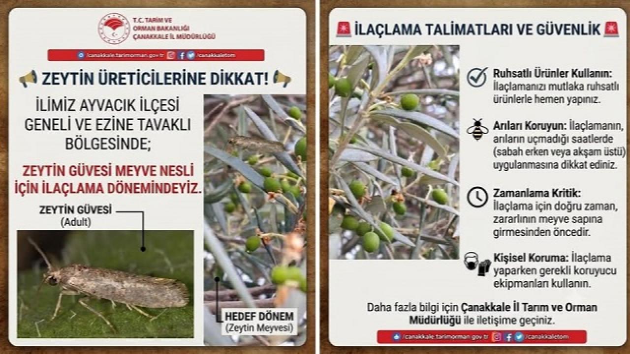 Zeytin Üreticilerine Uyarı: Sap Kurdu İçin İlaçlama Zamanı Geldi