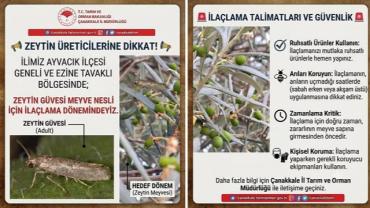 Zeytin Üreticilerine Uyarı: Sap Kurdu İçin İlaçlama Zamanı Geldi