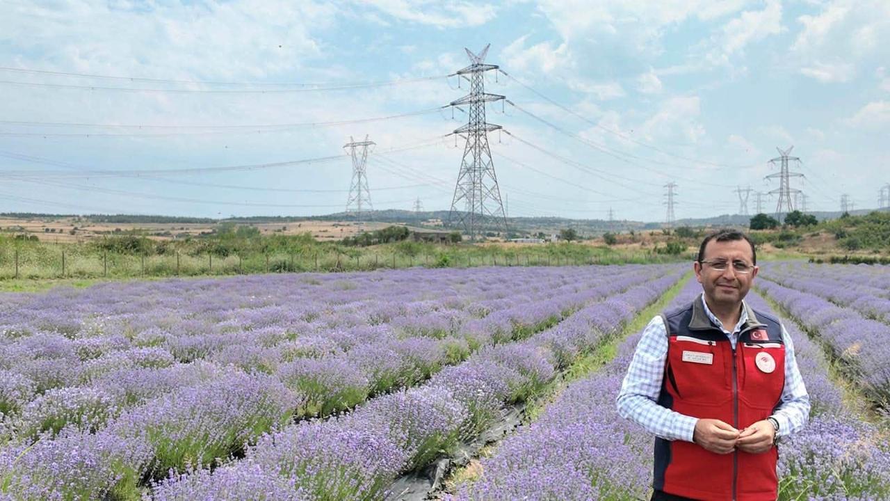 Gelibolu'nun Mor Hazinesi Ekonomiye Değer Katıyor